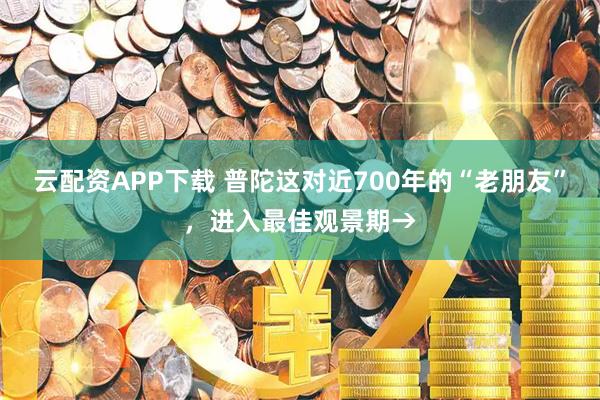 云配资APP下载 普陀这对近700年的“老朋友”,进入最佳观景期→