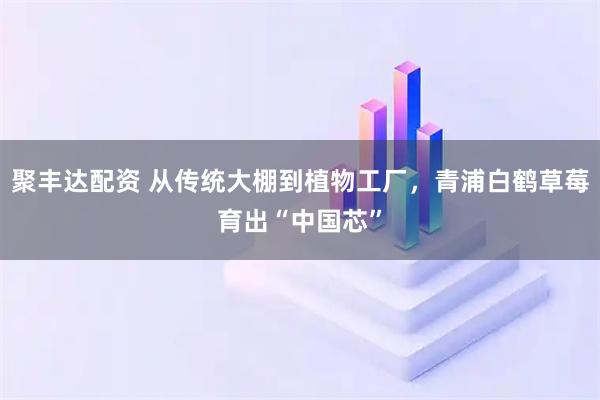 聚丰达配资 从传统大棚到植物工厂,青浦白鹤草莓育出“中国芯”